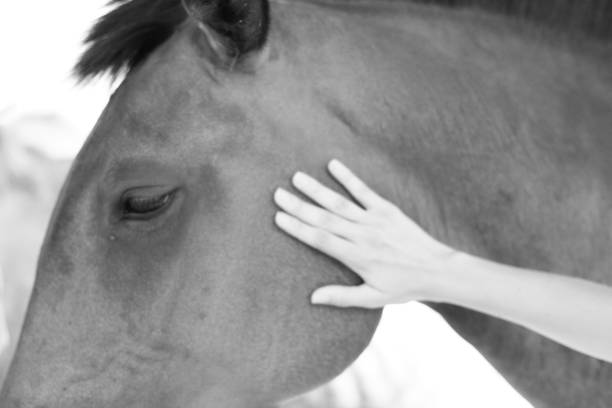 istock horse - animal - free - 1391650833