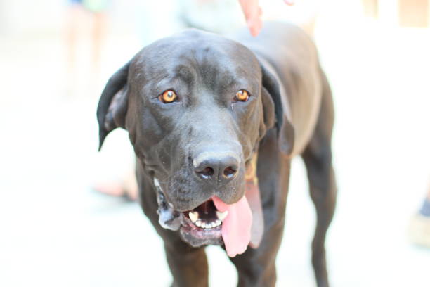 istock dog - pets - domestic animal 1391650838