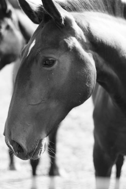 istock horse - animal - free - 1391650843