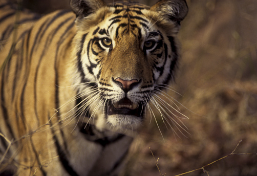 Portrait of Indian Royal Tiger.