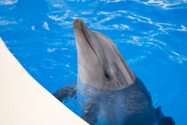 istock Bottlenose dolphin peeking out in dolphinarium. 1391652005
