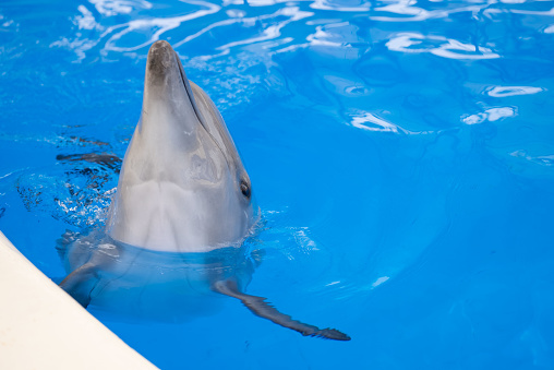 Two dolphins are jumping out of the water.