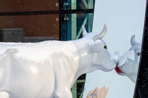 Ventspils, Latvia, February 5, 2021: cute and funny white cow with painted lips looking in the mirror  on a snowy winter day, one of the many statues of cows adorning the city after the Ventspils Cow Parade