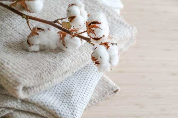 Branch with fluffy cotton balls on a pile of natural colored fabrics, fashion concept, ecofriendly grown, sustainable processed and fair trade, copy space, selected focus stock photo