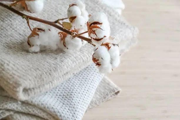 Branch with fluffy cotton balls on a pile of natural colored fabrics, fashion concept, eco friendly grown, sustainable processed and fair trade, copy space, selected focus, narrow depth of field