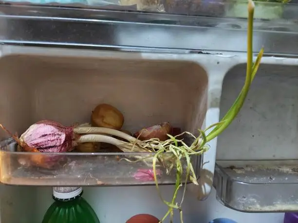 Onion sprouted long being kept in refrigerator for many days.