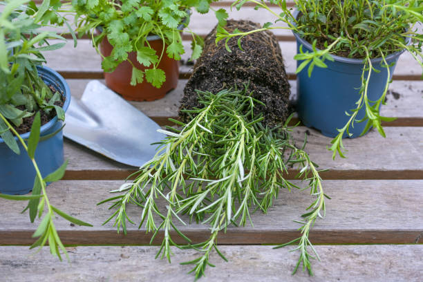 romarin, autres herbes et une pelle sur une table extérieure grise préparée pour la plantation dans le potager ou sur le balcon, jardinage printanier, focus sélectionné - perennial plant photos et images de collection