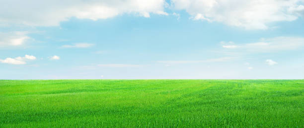 istock Field of green crops under light blue sky with clouds 1391654760
