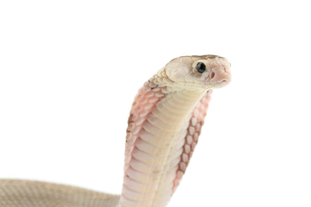 The Chinese cobra isolated on white background
