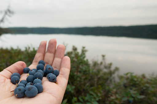 ripe blueberries against the backdrop of a northern nature lake and forest