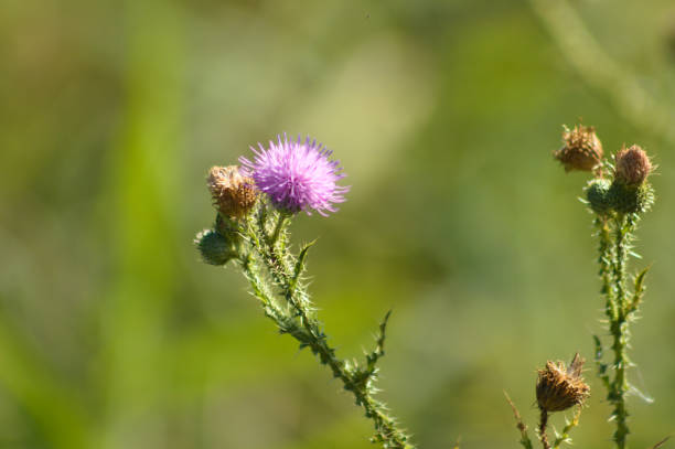 istock Closeup of spiny plumeless thistle in bloom with green blurred background 1391655262