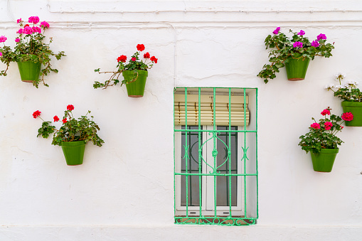 Isolated windows turquoise  collocated ornate with green flowerpot and flowers different coloured. White wall.
