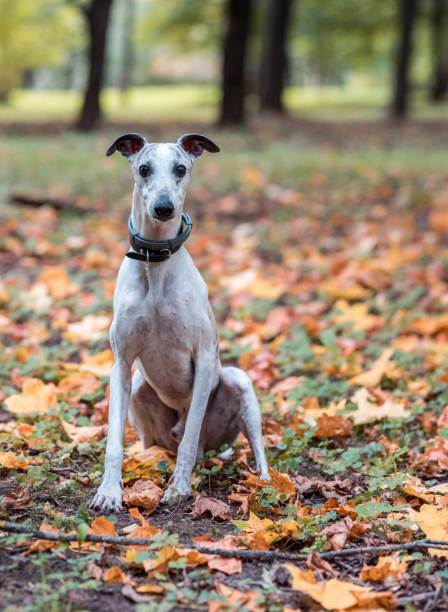 istock Whippet Breed Dog Sitting on the Grass. Portrait. 1391656811