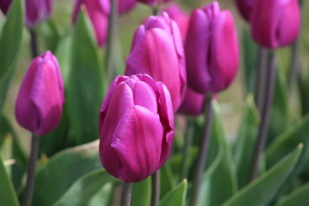 istock Pretty Purple Tulips in Bloom 1391656823