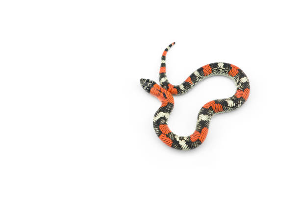 serpiente falsa tricolor de coral hognose aislada sobre fondo blanco - coral snake fotografías e imágenes de stock