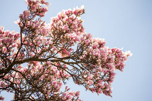 istock pink magnolia blossomed 1391657784