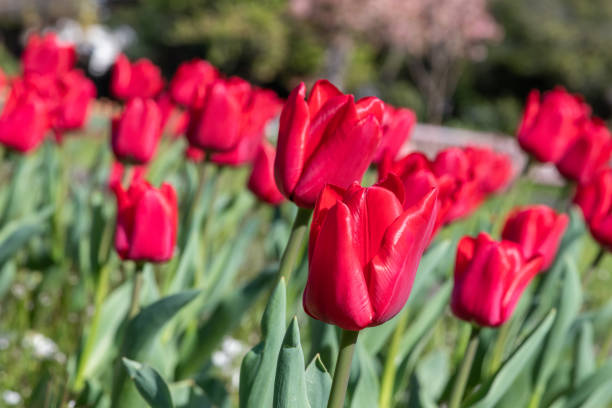 istock Garden tulips (tulipa gesneriana) in bloom 1391658585