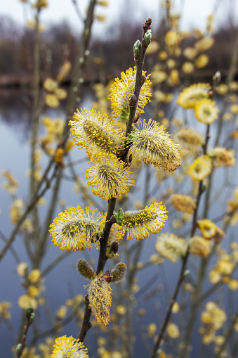 The image is taken in a natural envionment. Out of focus in the background a lake.