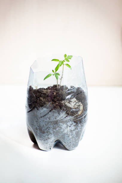 istock growing tomatoes from seeds on the windowsill 1391658628