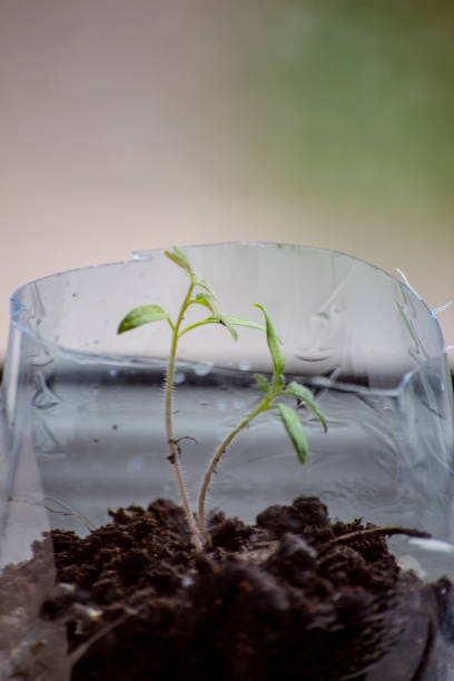 istock growing tomatoes from seeds on the windowsill 1391658630
