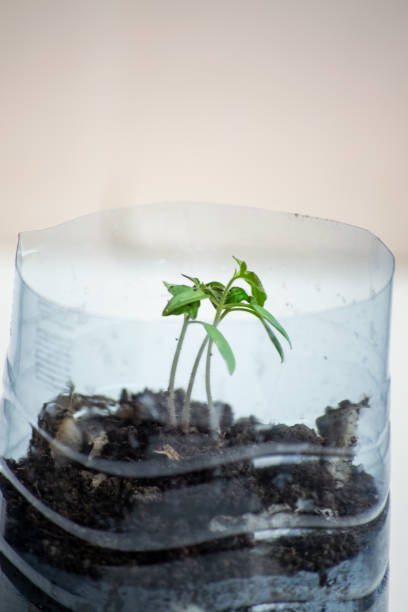istock growing tomatoes from seeds on the windowsill 1391658631