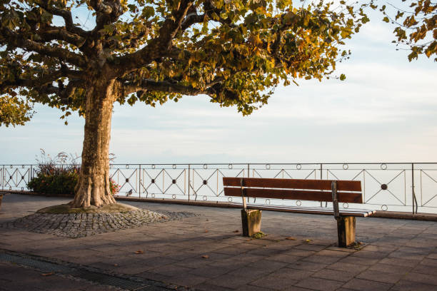 banco y árbol de platanus en una puesta de sol en meersburg seepromenade - seepromenade fotografías e imágenes de stock