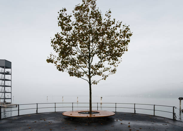 orange leafed tree and empty bench on the bank of the lake