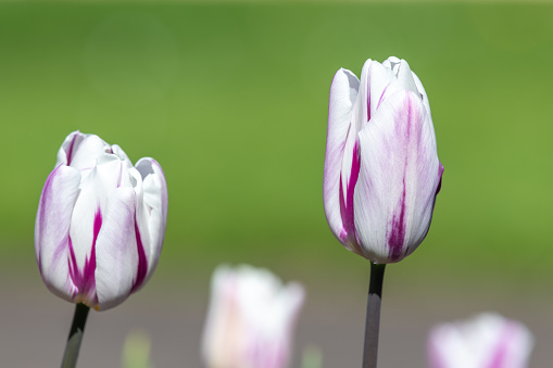 Close up of purple and white garden tulips (tulipa (gesneriana) in bloom