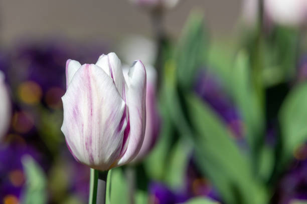 Close up of a purple and white garden tulip (tulipa (gesneriana) in bloom