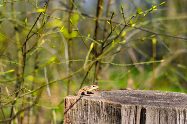 A green lizard looks into the picture from the top right corner. She is sitting on the dry branch of a prickly palm tree. In the background there is space for text with lots of light points