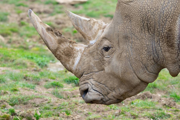 istock Southern white rhinoceros 1391660350