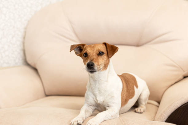 istock Jack Russell Terrier. A smiling thoroughbred dog. Pets. Poster 1391661668