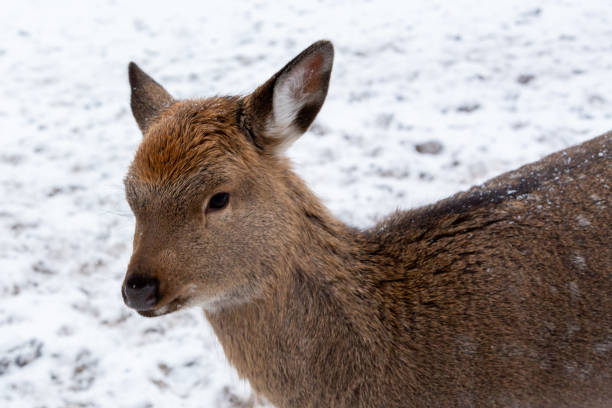 Herd of deer of different ages in the forest in winter stock photo