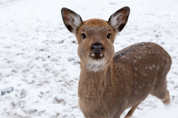 Herd of deer of different ages in the forest in winter stock photo