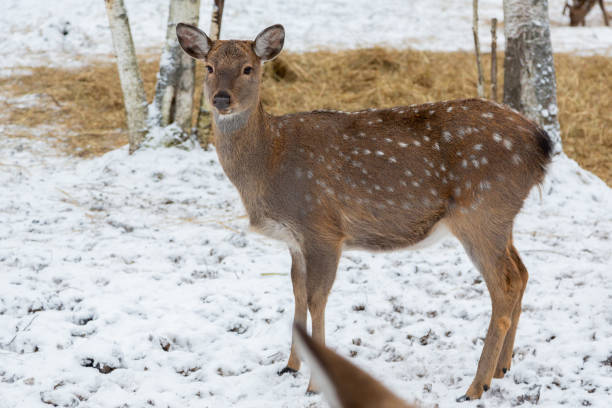 Herd of deer of different ages in the forest in winter stock photo