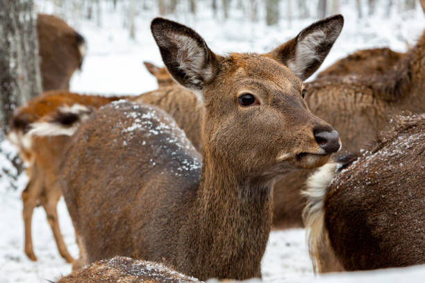 Herd of deer of different ages in the forest in winter stock photo