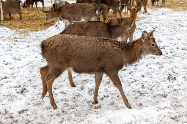 Herd of deer of different ages in the forest in winter stock photo