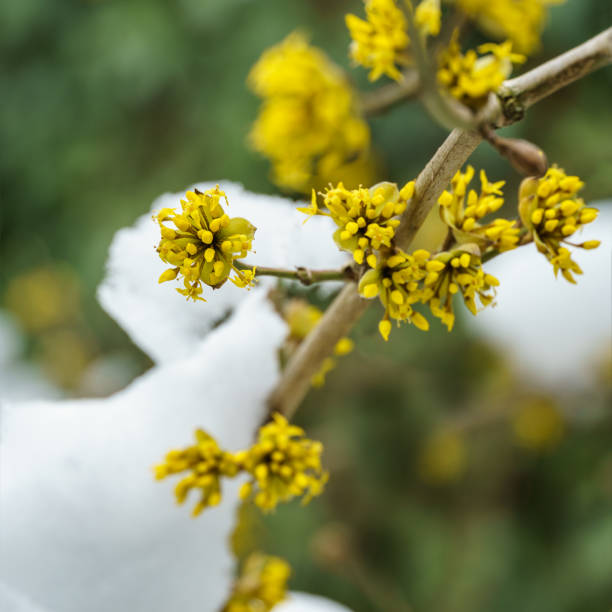 makro-kornelkirschblüte (cornus mas, europäische cornel, hartriegel) im zeitigen frühjahr. gelbe blumen auf verschwommenem hintergrund mit schnee. weicher selektiver fokus der frühlingsnatur mit platz für ihren text - medical texts stock-fotos und bilder