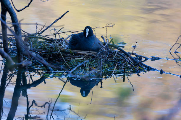 View of a Coot while brooding.