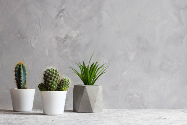 istock Succulent plants in pots against gray wall. Copy space for text. Minimalistic design. Home interior 1391666989