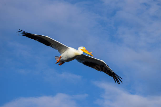 istock Migratory birds in Colorado. American White Pelican in flight. 1391667101