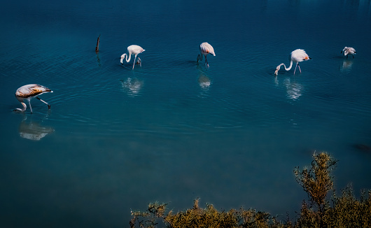 Flamingos in the salt flats of Calpe, Spain