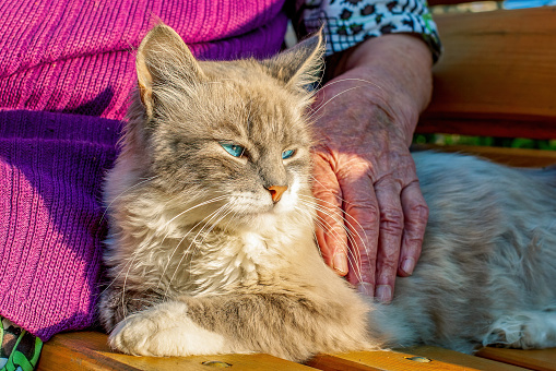 An old grandmother stroking a cat while sitting on a bench. A close-up view of the old hand and the cat.