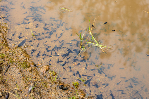 Newborn tadpoles in the water of a puddle