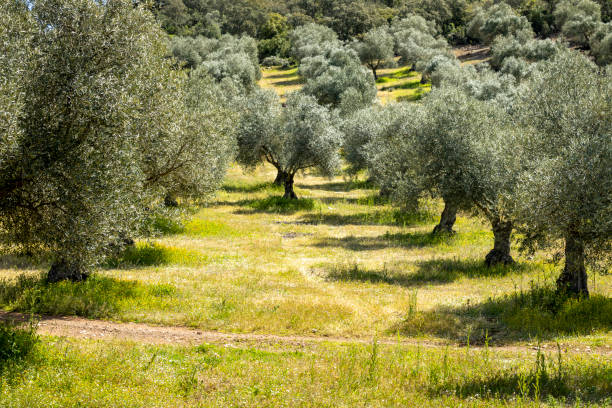 rangée d’oliviers dans le sens ascendant - spanish olive photos et images de collection