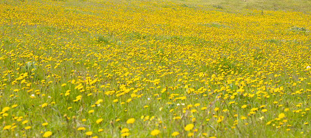 Wide field view of buttercup flowers (genus Ranunculus) blooming in field along the California coast Highway 1.\n\nTaken in San Mateo County, California, USA