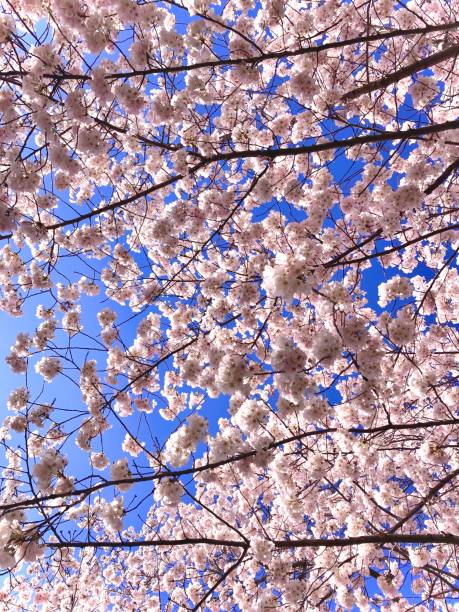 Cherry blossoms filling the screen with blue sky. stock photo