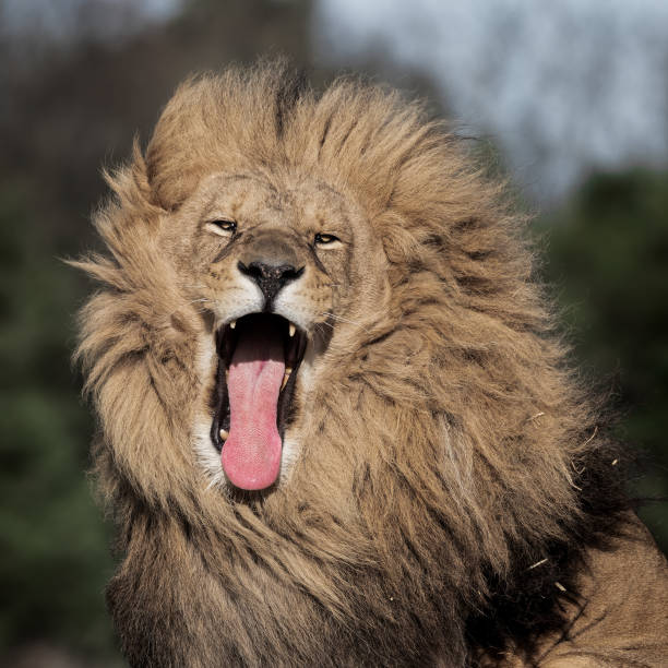 istock Adult Male Lion 1391670565