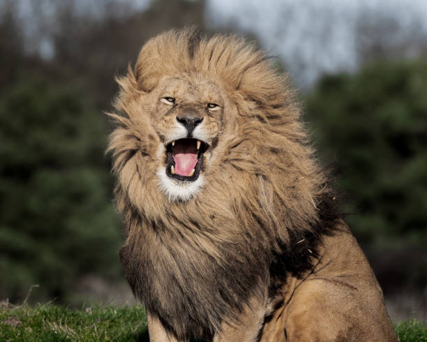 istock Adult Male Lion 1391670591