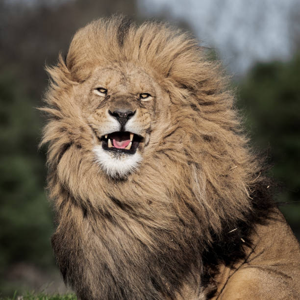 istock Adult Male Lion 1391670600